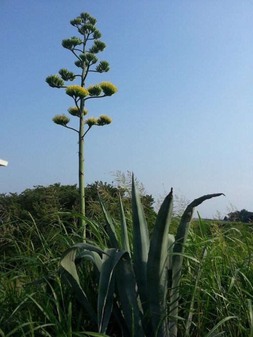 竜舌蘭の花